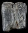 Pleistocene Aged Fossil Horse Tooth - Florida #50433-1